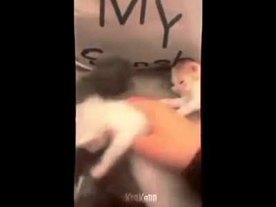 😺