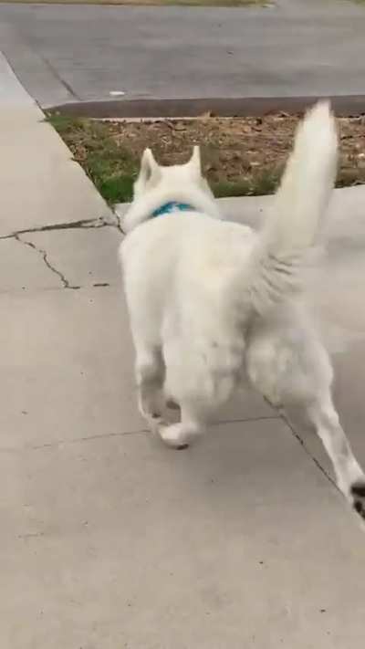 A happy dog 🐶