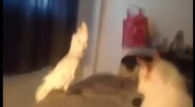 Cats are confused. He speaks their language.