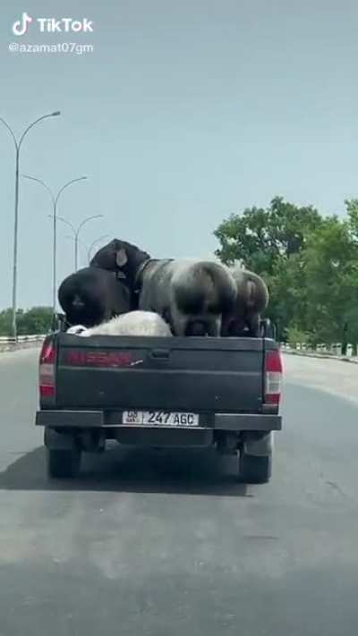 Albanians: heavy sweating