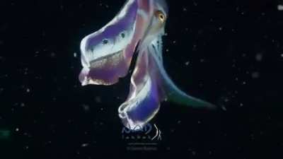 🔥A Blanket Octopus unfurling her cape in the Lembeh Strait of Indonesia