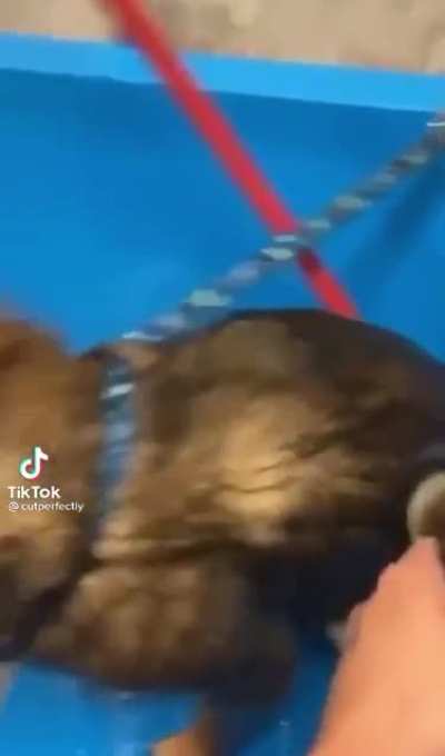 d o g