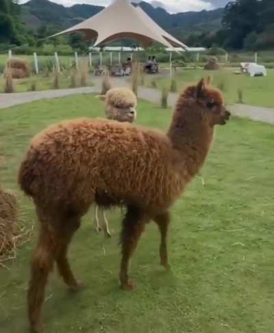 An alpaca after getting shaved