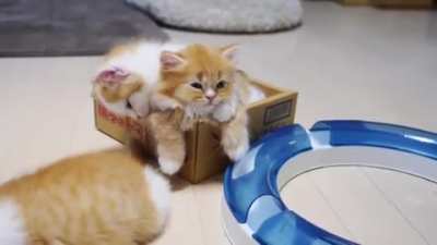 The middle kitten seems to be tolerating this for some time