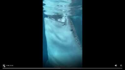 Don't get the title, whale sharks are chill.