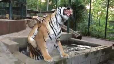Sneaky tiger