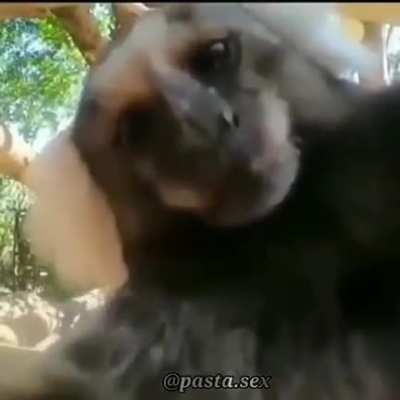 Monkey
