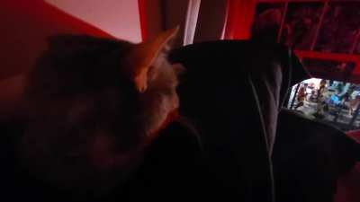 Haven't posted a video of my girl activating in a while. Nimmy is 14 years old now!