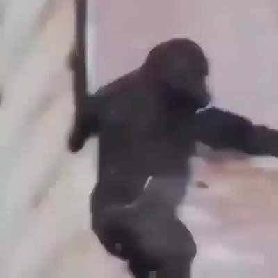 Voc&ecirc; achou que era um tik tok, mas era eu o Mamaco