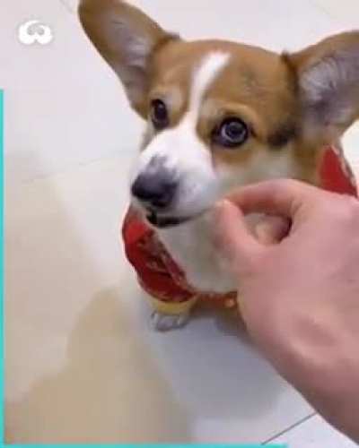 dog angry😍😍