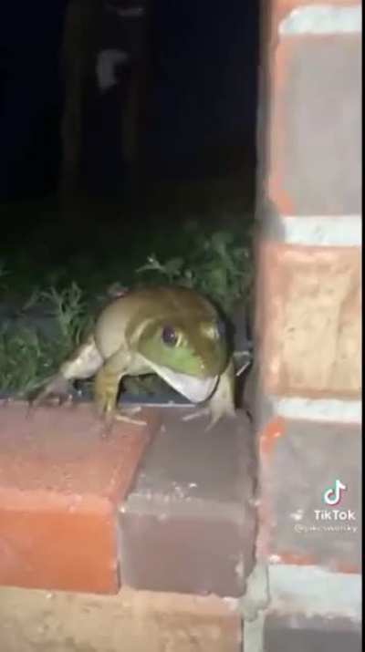 Squeaky Boi