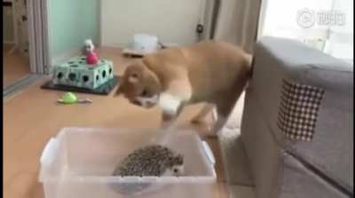 Touch tha hedgehog