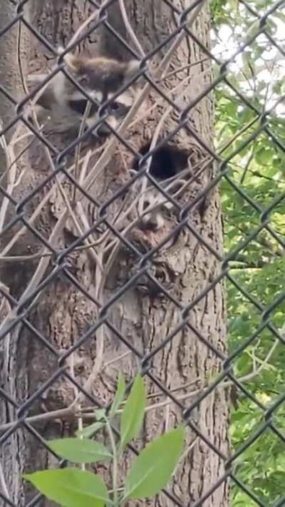 Mama Raccoon and her kit in a tree den