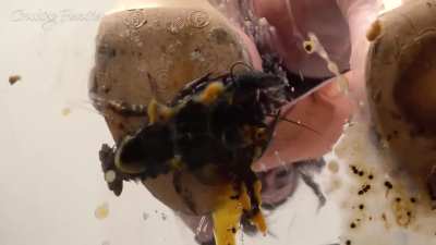 Grace Crawdad Crush