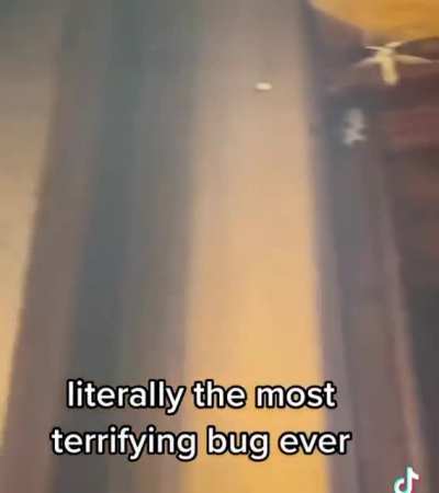 A little afraid of bugs. Just a little.