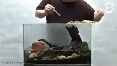 Aquascape Timelapse