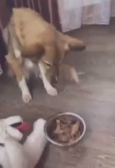 Dogs Trust their Fake Furry Friends