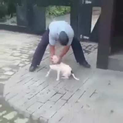 Cachorro fia da puta