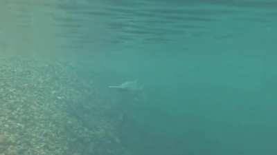 American paddlefish are among the largest and longest-lived freshwater fishes in North America, the largest one on record weighing in at 164 pounds. Paddlefish have a long fossil record which dates their first appearance to approximately 125 million years