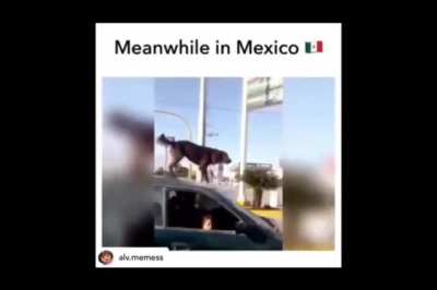 Average Mexican Day 🇲🇽