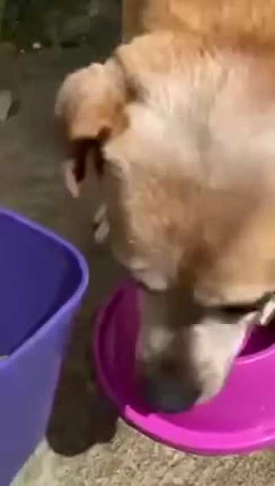 Just when you thought stray dogs weren&rsquo;t safe.