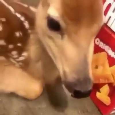 Remember butter dog? This is cheez it bambi.