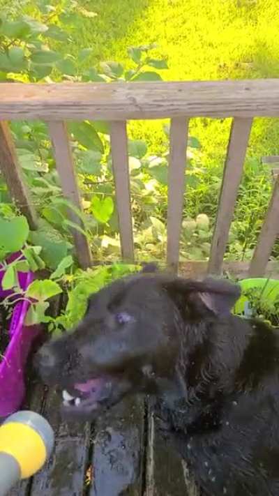 Apollo is usually just a goofy boy. Usually.