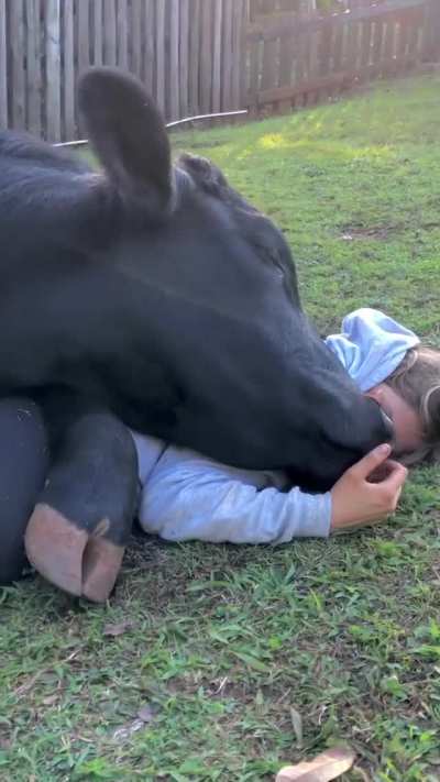 When a cow sees you as their best friend