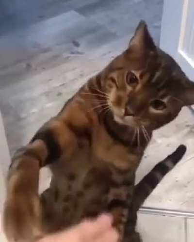 karate cat