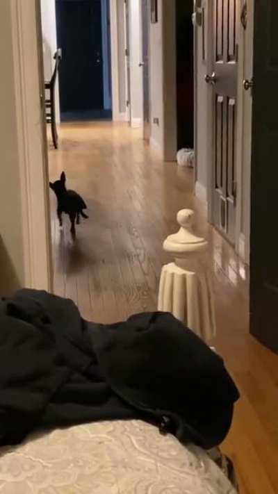 My dog is boring they said...