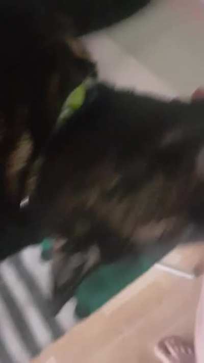 That's why you don't pet a cat that's high on catnip