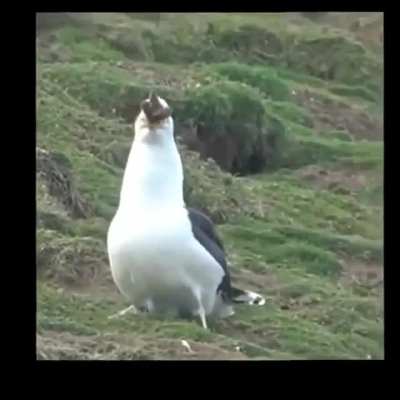 Birds aren&rsquo;t real