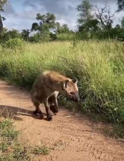 Hyena walking on two legs.