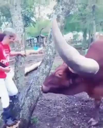 Ватусси