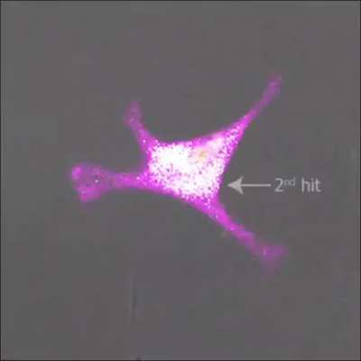 T-cell killing a cancer cell (with Linkin Park playing in the background)