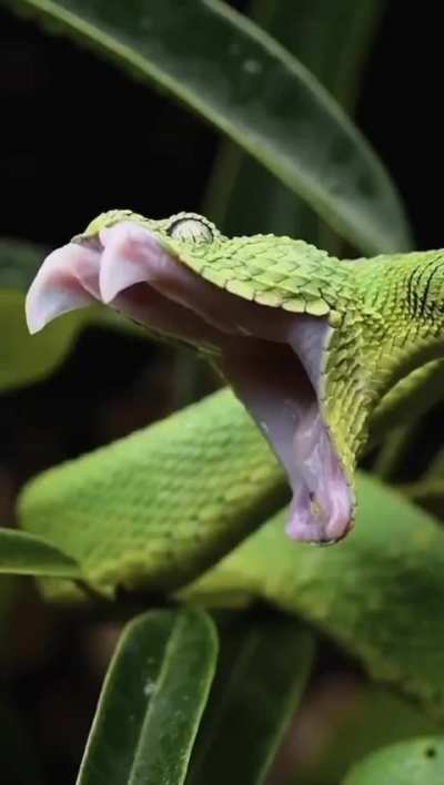 ð¥ How snakes yawn