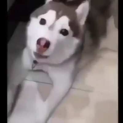 dia