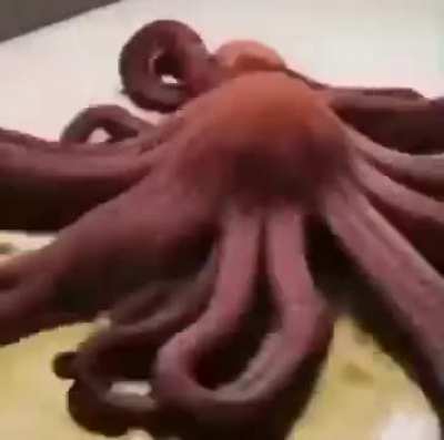 A Succulent meal