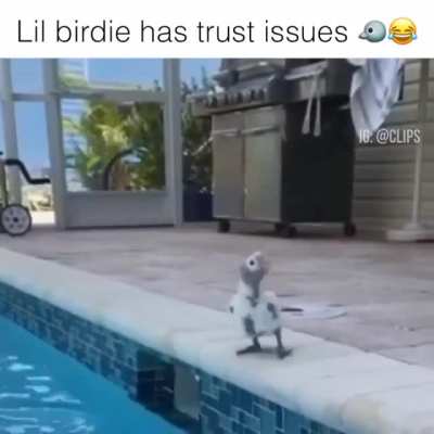Birb debating with himself