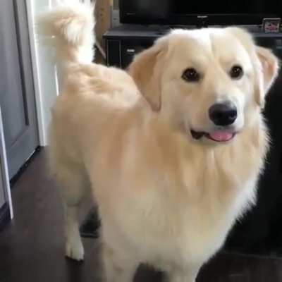 Yes I know I&rsquo;m a good boy, did I do something?