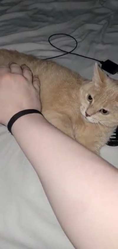 This is the result of my brother messing with his cat. I guess she wasn't having it...