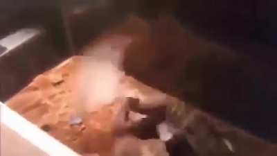 Rat