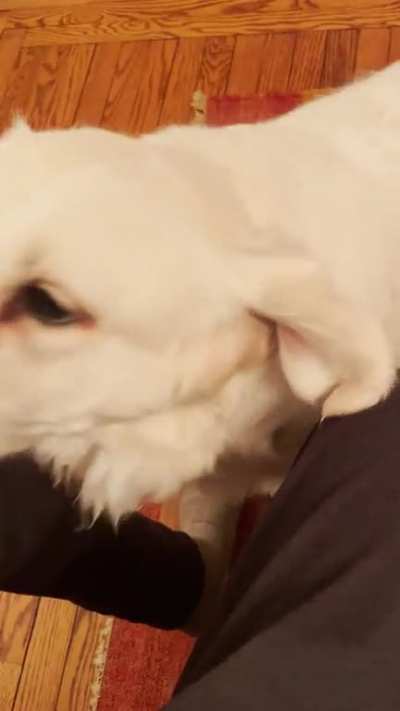 Dog attack