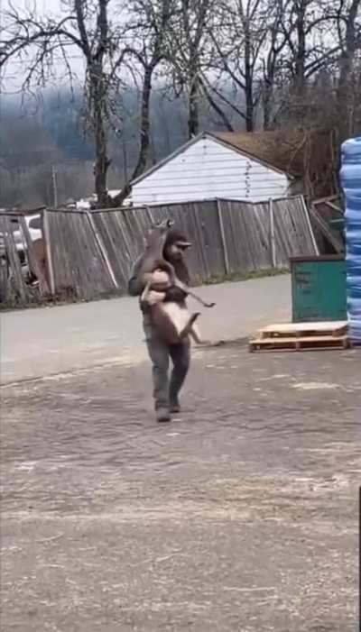 Oh deer