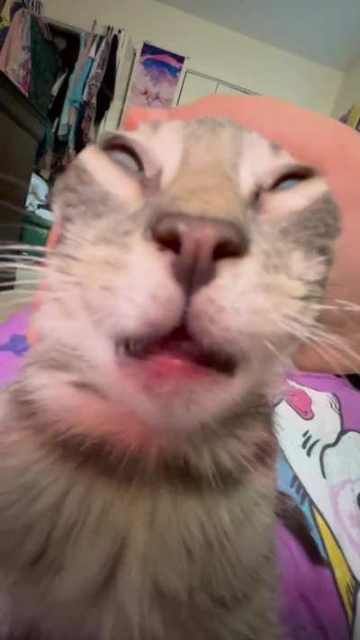 listen to that purr