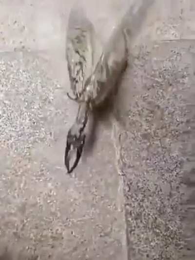 Anyone know what this thing is?