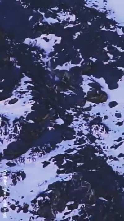 Predator, prey chase in snowy mountains