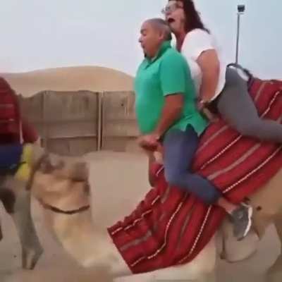 How they managed to stay on the camel is beyond me!
