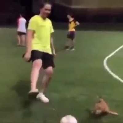 Floppa plays ball
