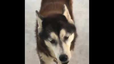 I will walk you when I am ready!